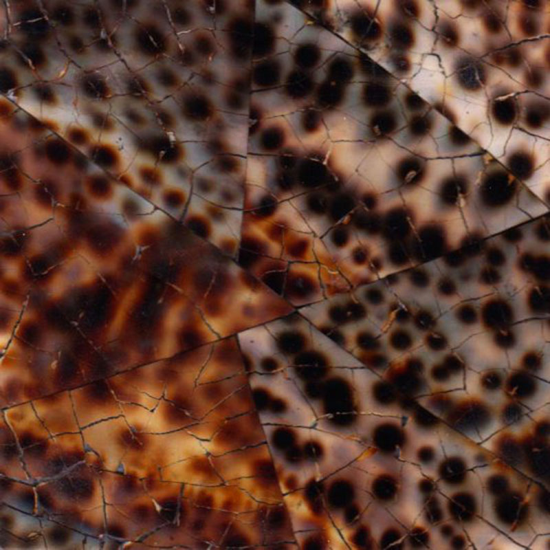 Tiger Cowrie - Designer Surface Solutions